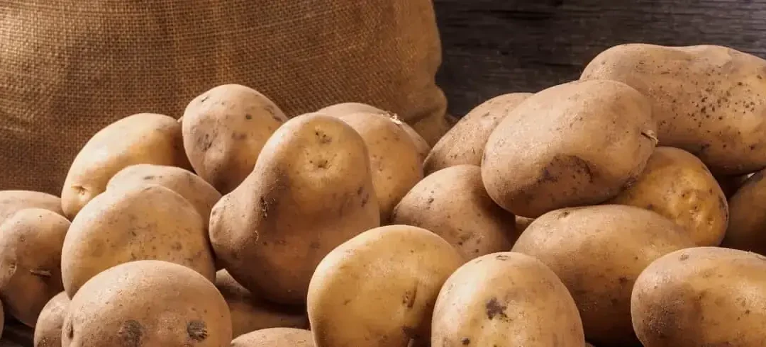 Ein ungebetener Kartoffelliebhaber