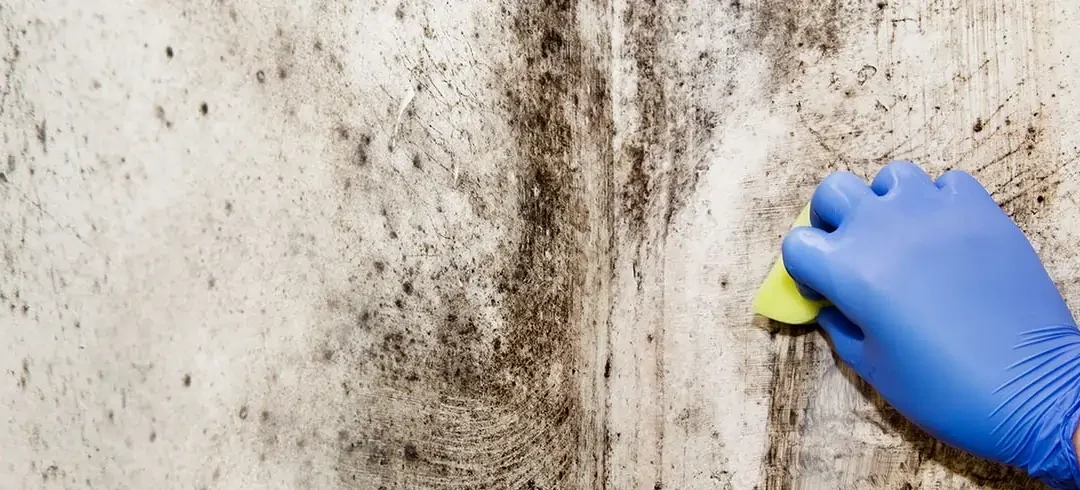 Wisch und weg? Schimmel an der Wand entfernen – aber richtig!